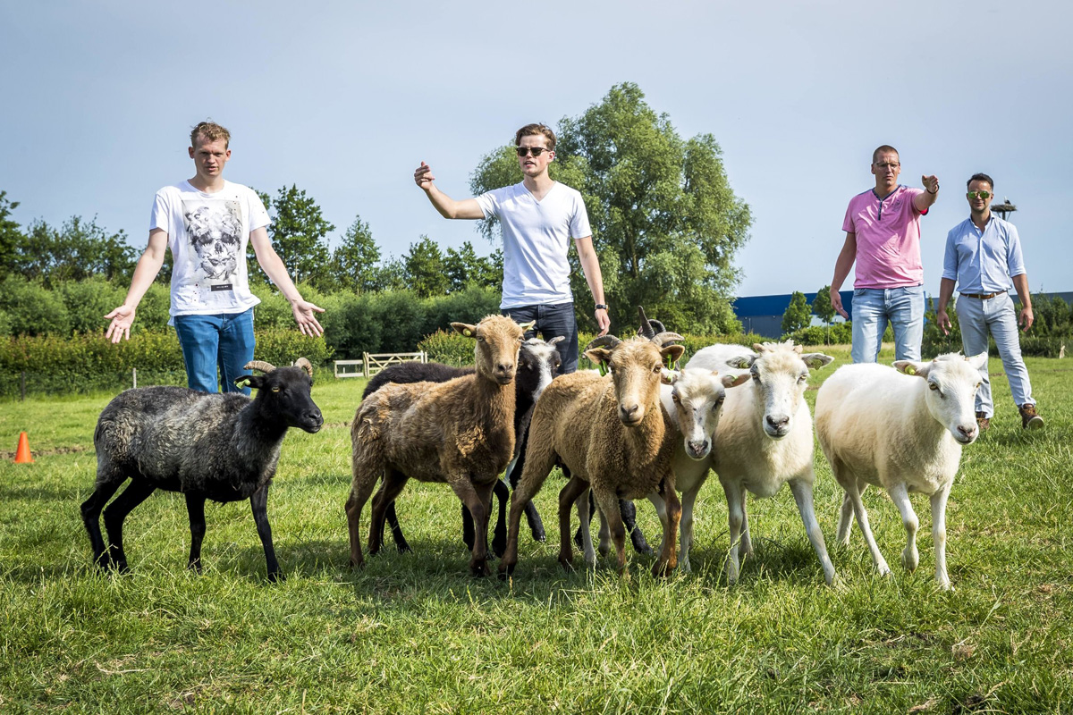 schapen drijven als team activiteit tijdens een meeting